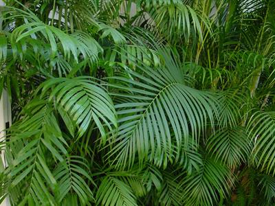 Dypsis lutescens